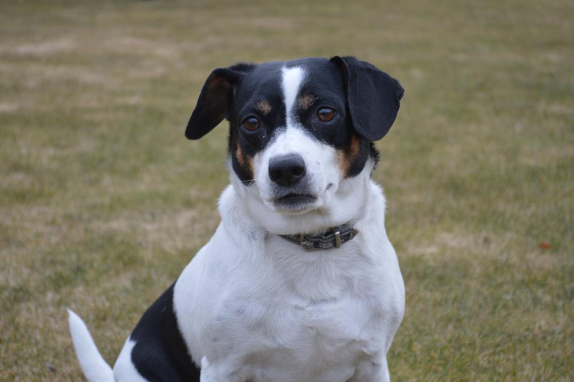 Dansk svensk gaardhund Frida billede 10