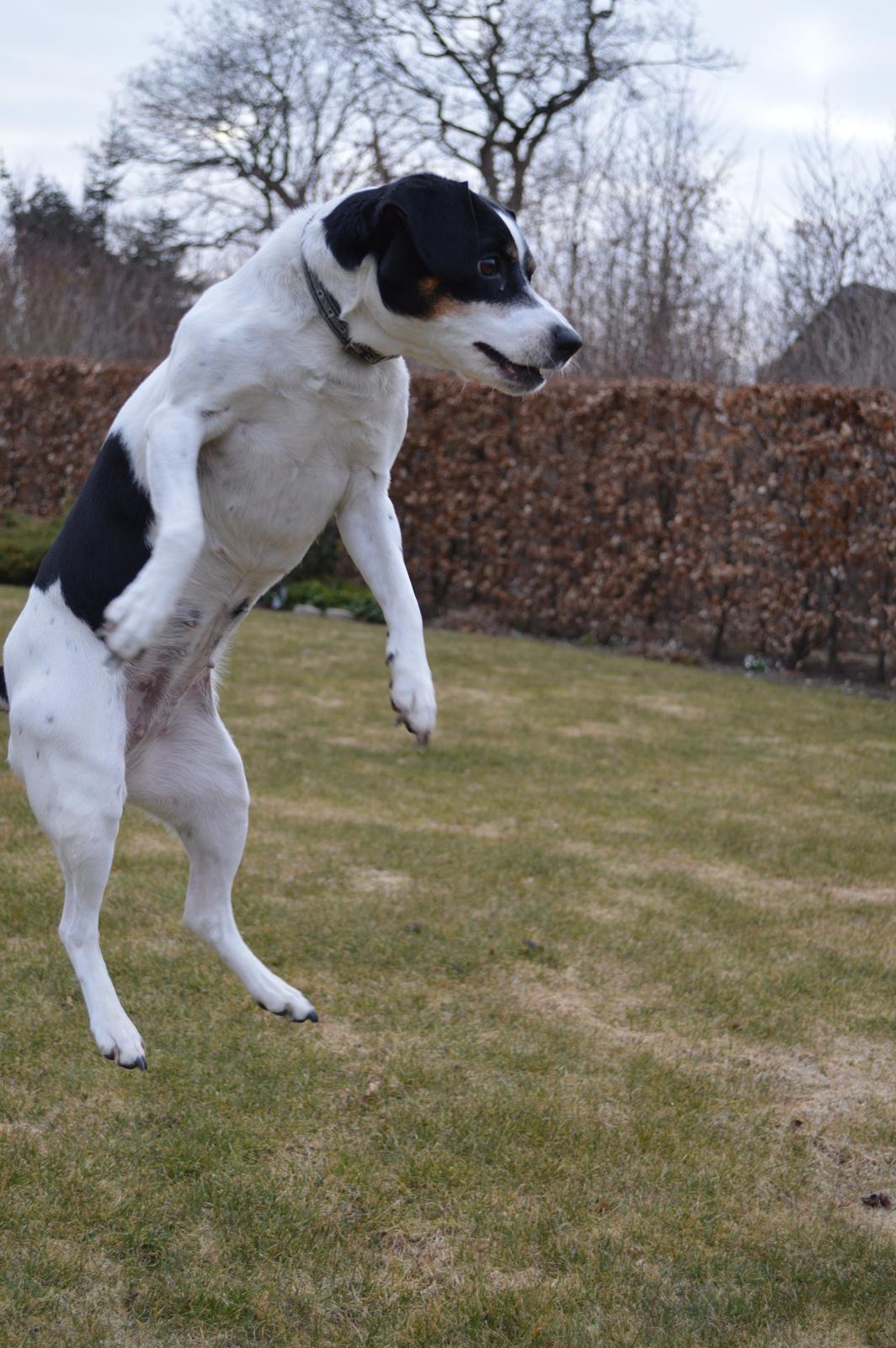 Dansk svensk gaardhund Frida - Frida i spring efter bold billede 11