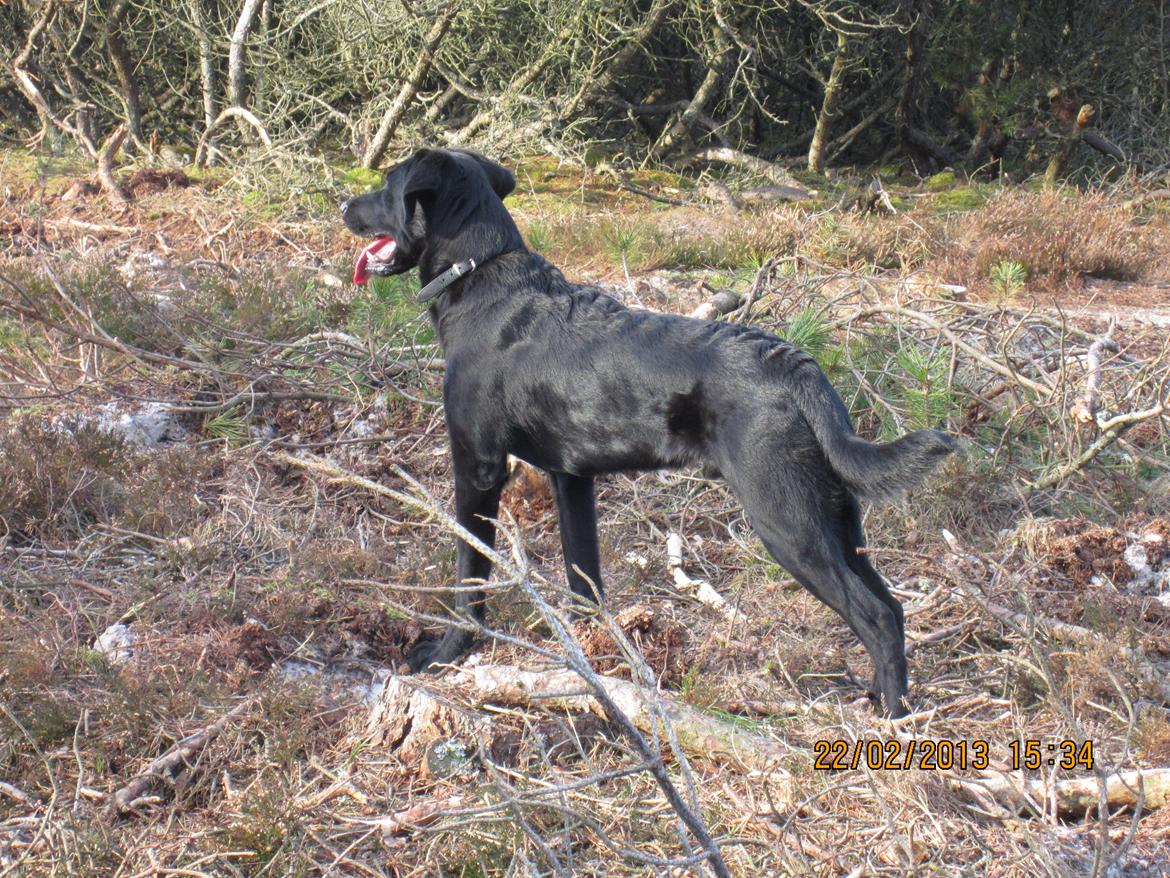 Labrador retriever Balto billede 7