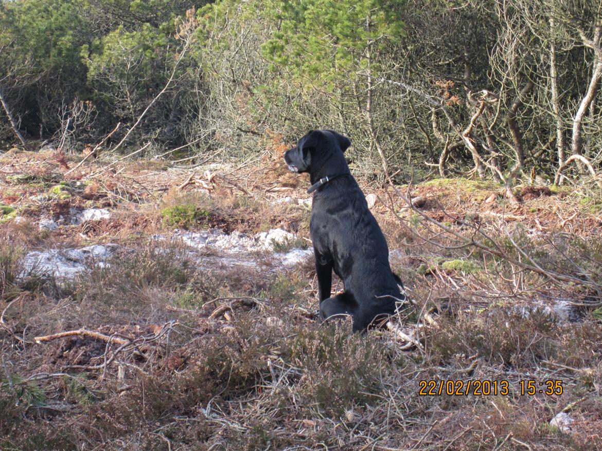 Labrador retriever Balto billede 8