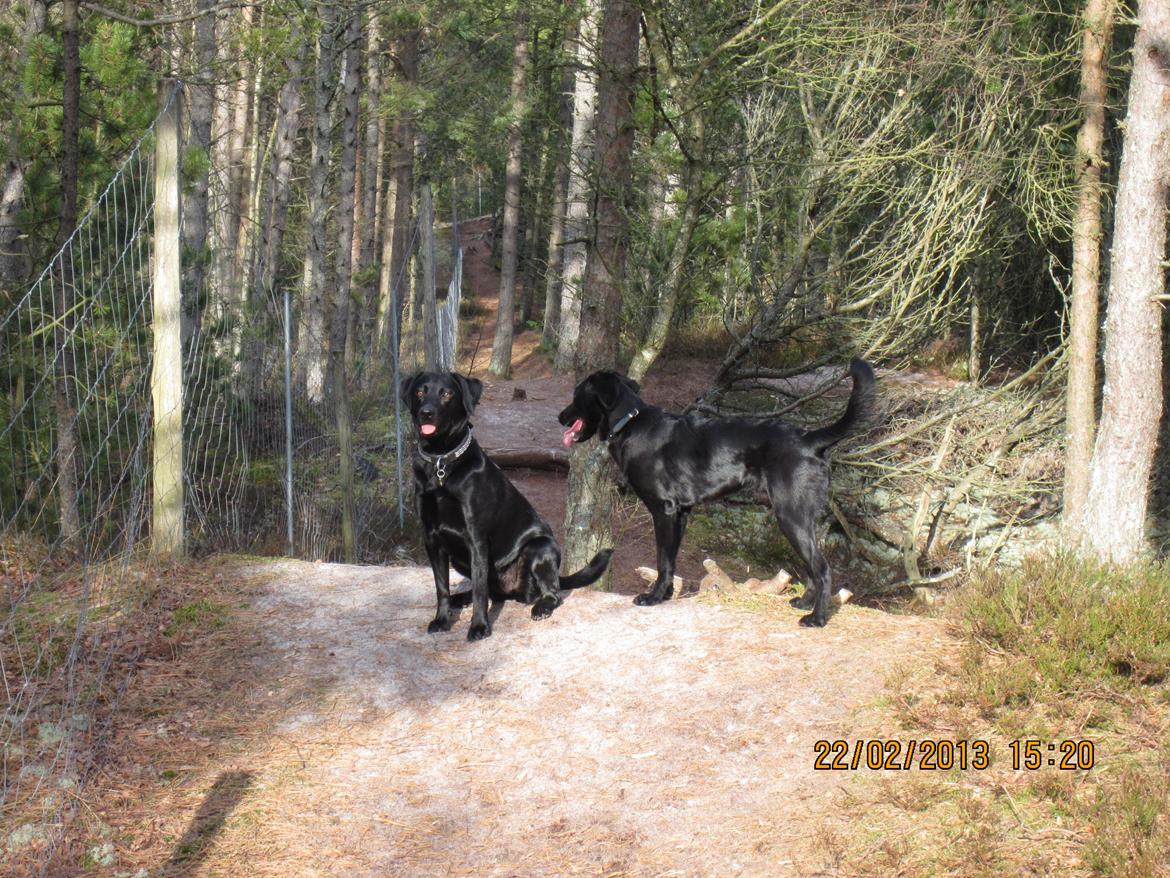 Labrador retriever Molly billede 13