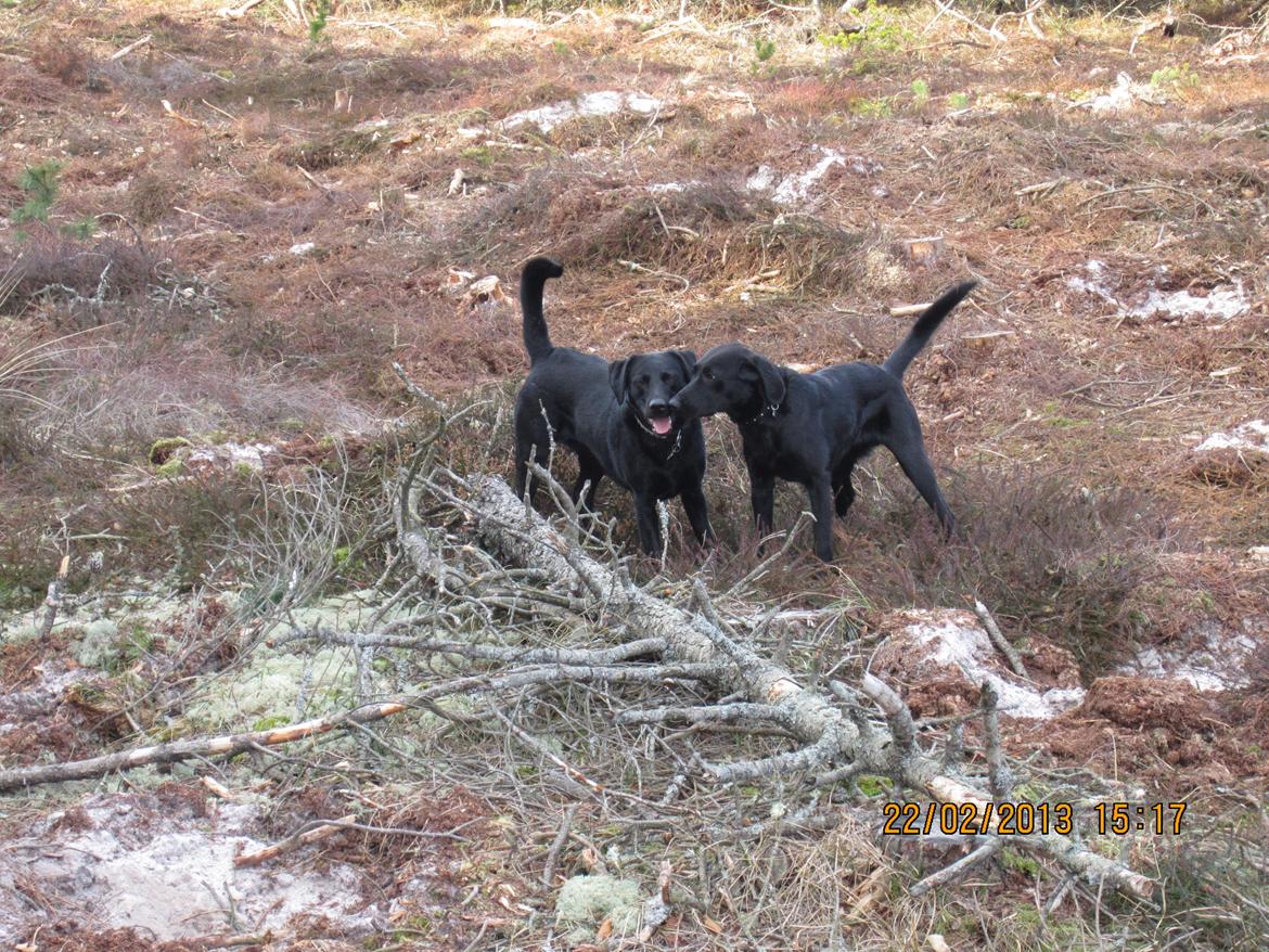 Labrador retriever Molly billede 14