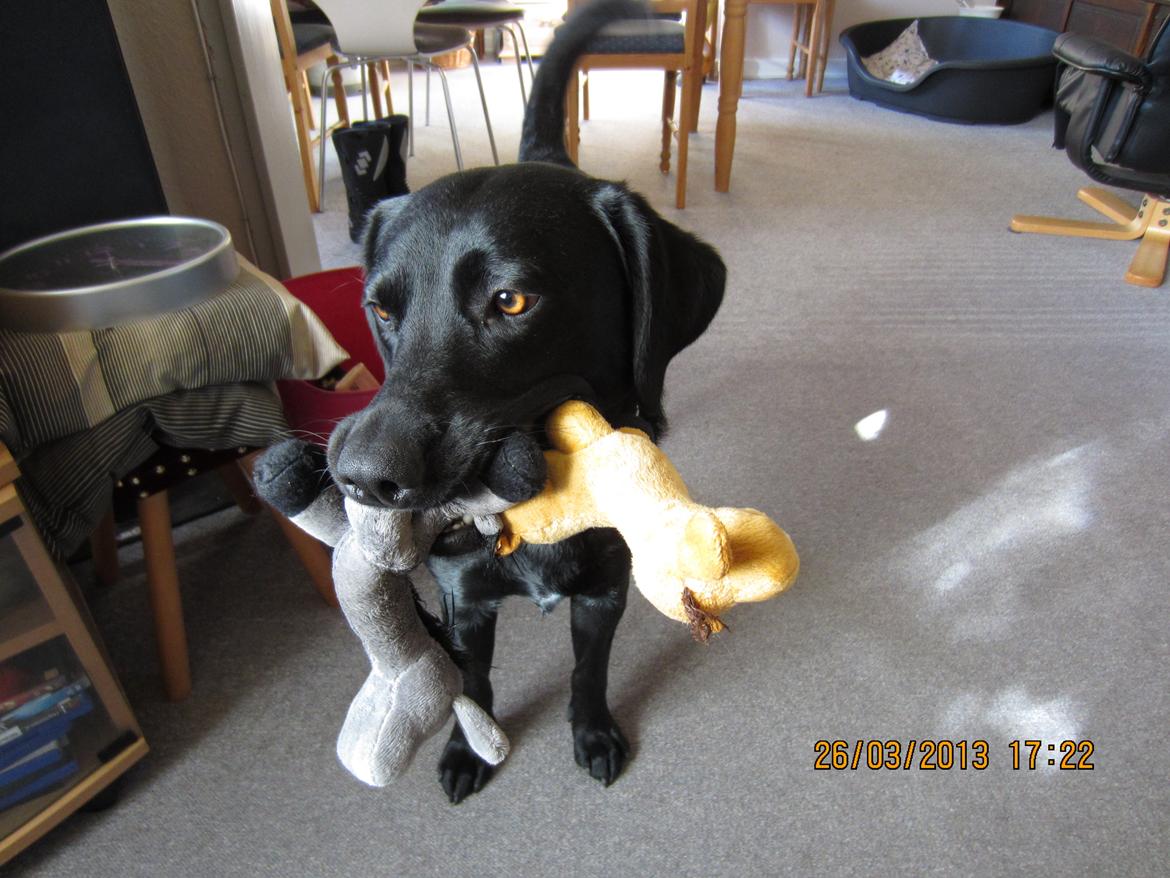 Labrador retriever Molly - Mig og mine venner. billede 15