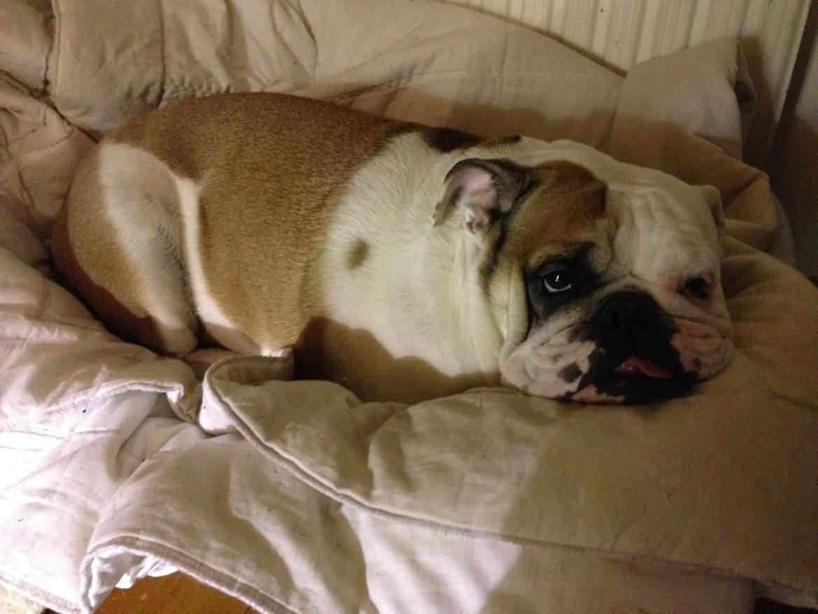 Engelsk bulldog Bodil billede 6