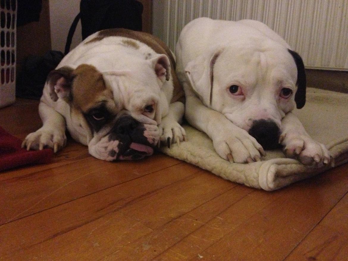 Engelsk bulldog Bodil billede 7