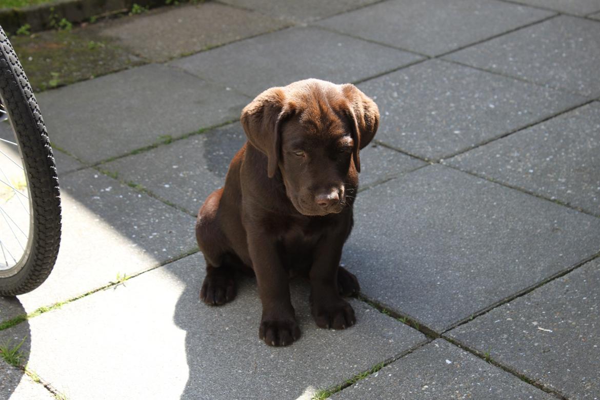 Labrador retriever Lindehøj's Freya - Freya som hvalp billede 1