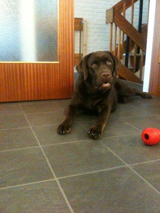 Labrador retriever Lindehøj's Freya - Køkkenskriveren Freya billede 2
