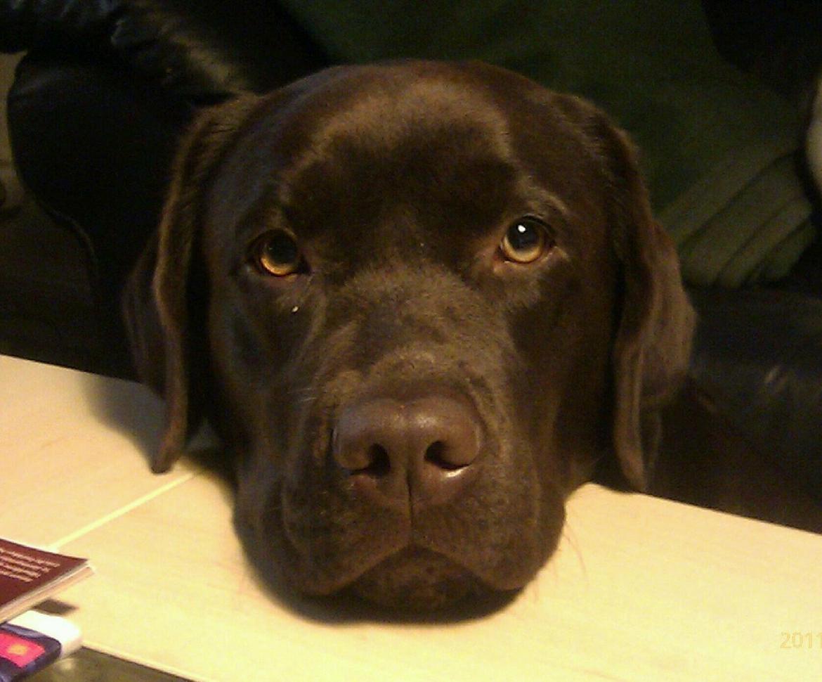 Labrador retriever Lindehøj's Freya - Det er svært at modstå de øjne billede 3