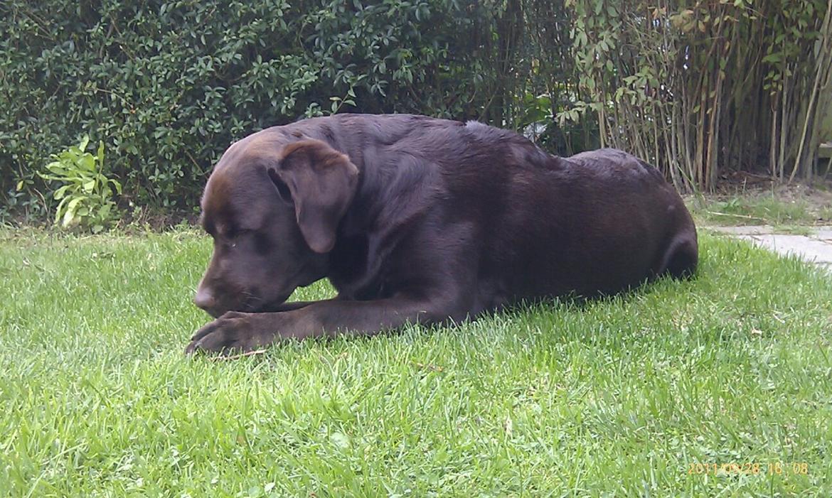 Labrador retriever Lindehøj's Freya - Hygge i haven billede 4