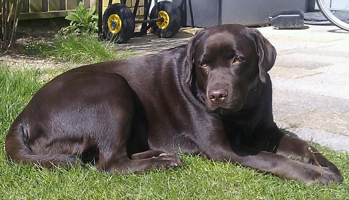 Labrador retriever Lindehøj's Freya - Det gode vejr skal nydes billede 5