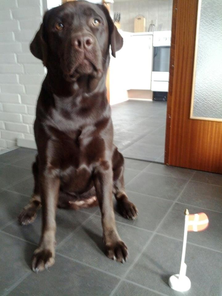 Labrador retriever Lindehøj's Freya - Freyas fødselsdag billede 6
