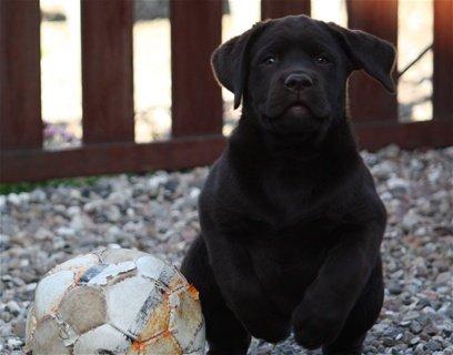 Labrador retriever Lindehøj's Freya - Opdrætters billede af Freya billede 7