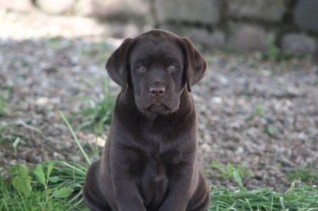 Labrador retriever Lindehøj's Freya - Opdrætters billede af Freya billede 8