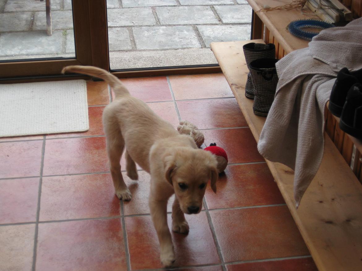 Golden retriever Shirley - 12 uger billede 1