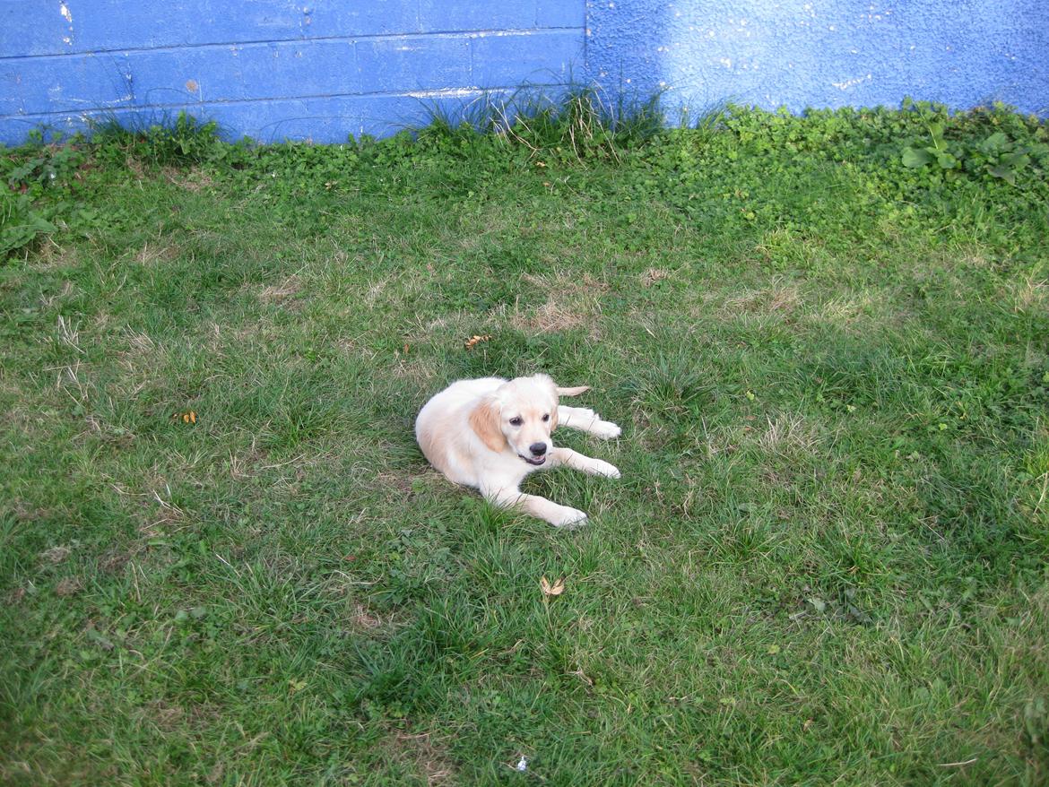 Golden retriever Shirley billede 2