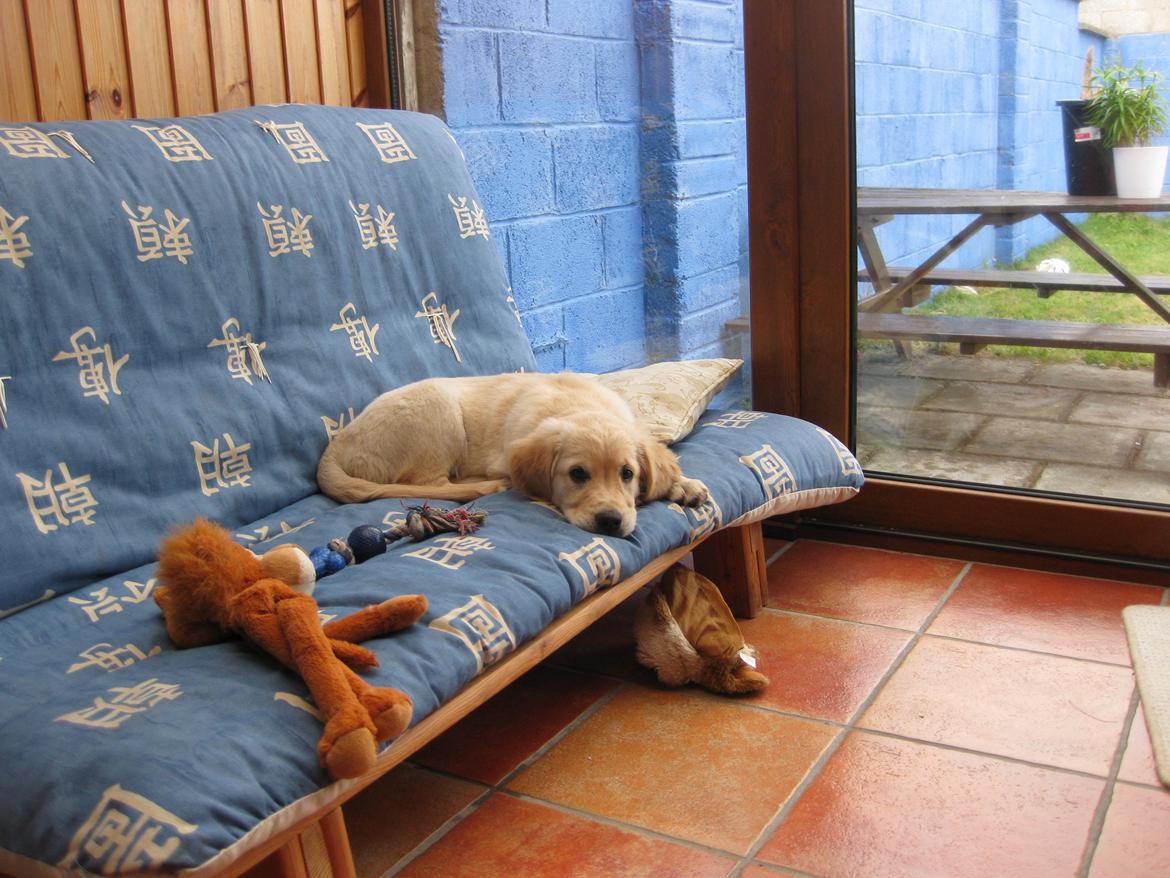 Golden retriever Shirley billede 3