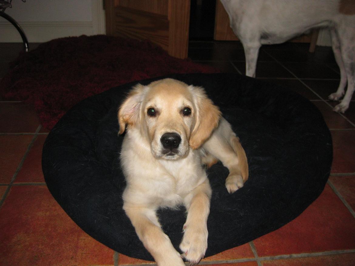 Golden retriever Shirley billede 4