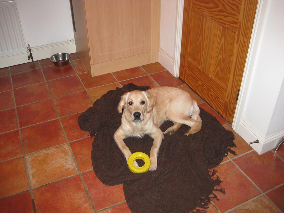 Golden retriever Shirley billede 5