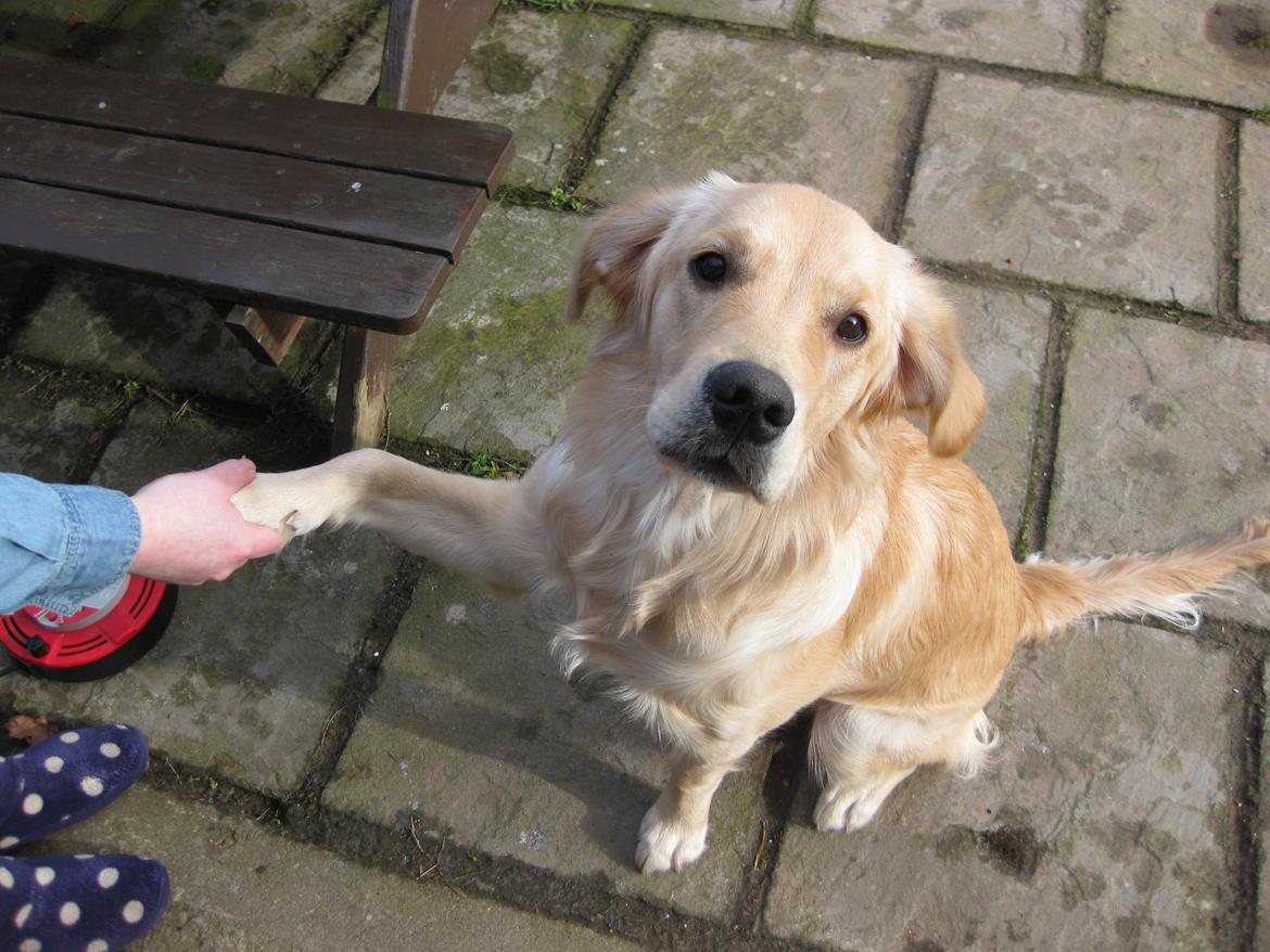 Golden retriever Shirley billede 6