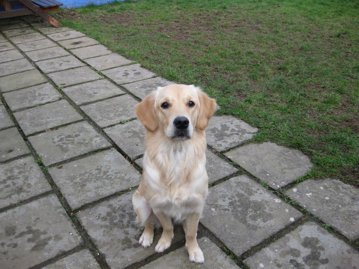 Golden retriever Shirley billede 7