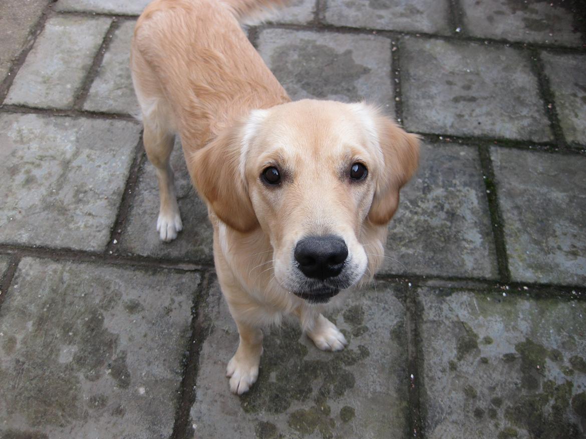 Golden retriever Shirley billede 8