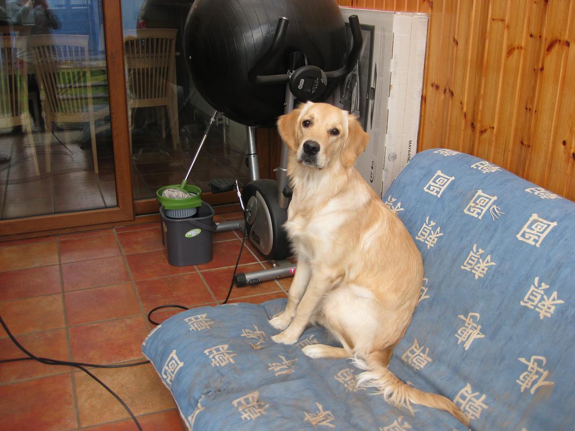 Golden retriever Shirley billede 9