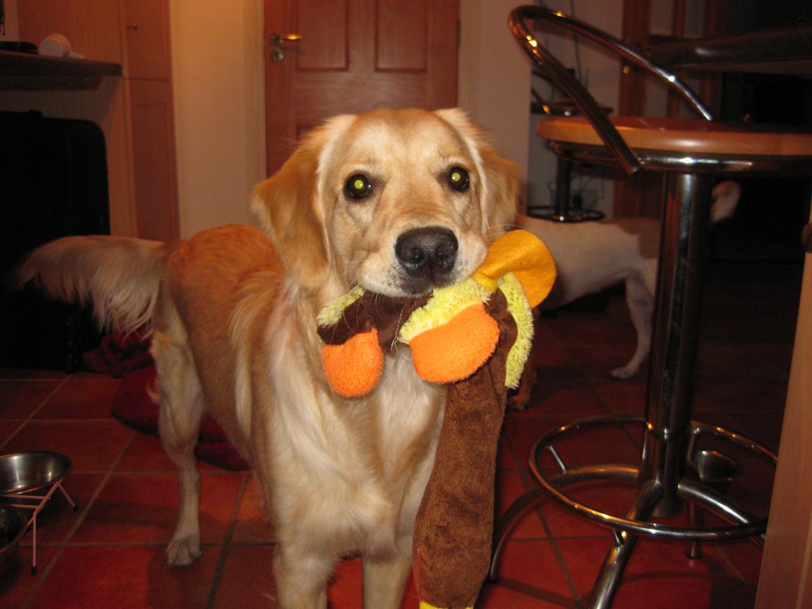Golden retriever Shirley billede 10