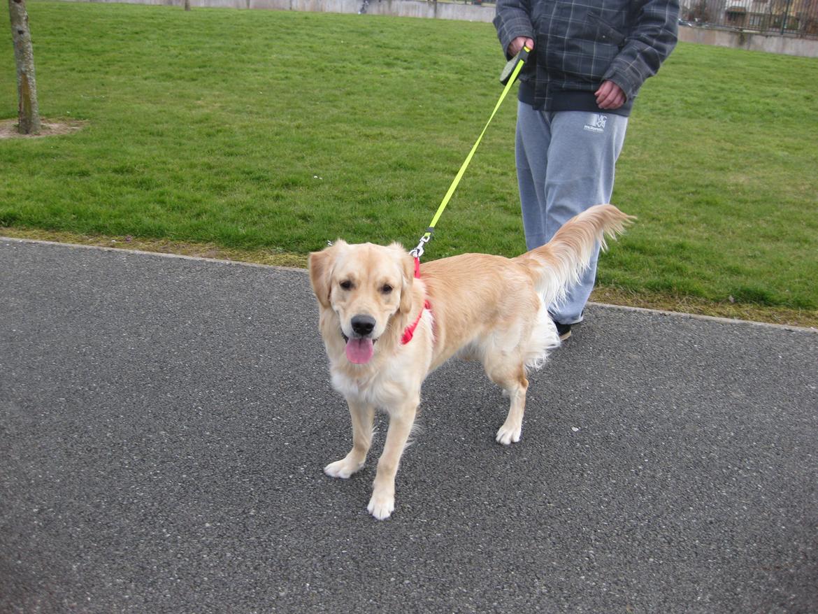 Golden retriever Shirley billede 11