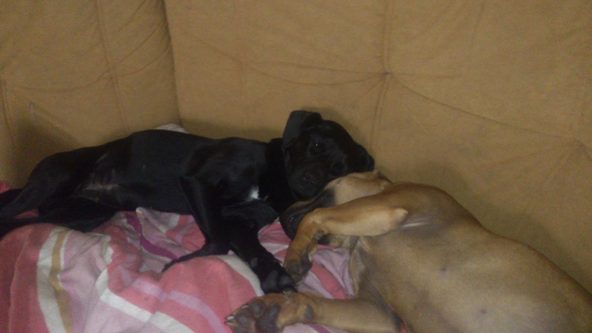 Staffordshire bull terrier nelly billede 15