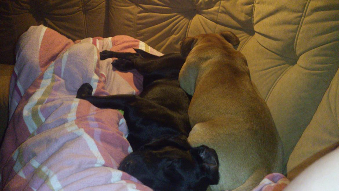 Staffordshire bull terrier nelly billede 16