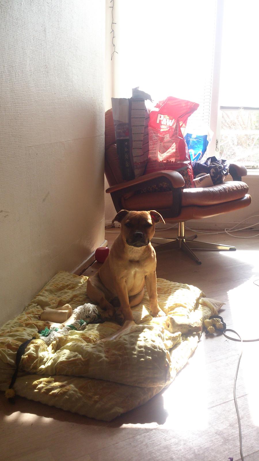 Staffordshire bull terrier nelly billede 17