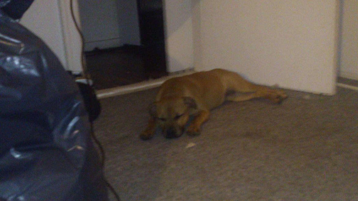 Staffordshire bull terrier nelly billede 18