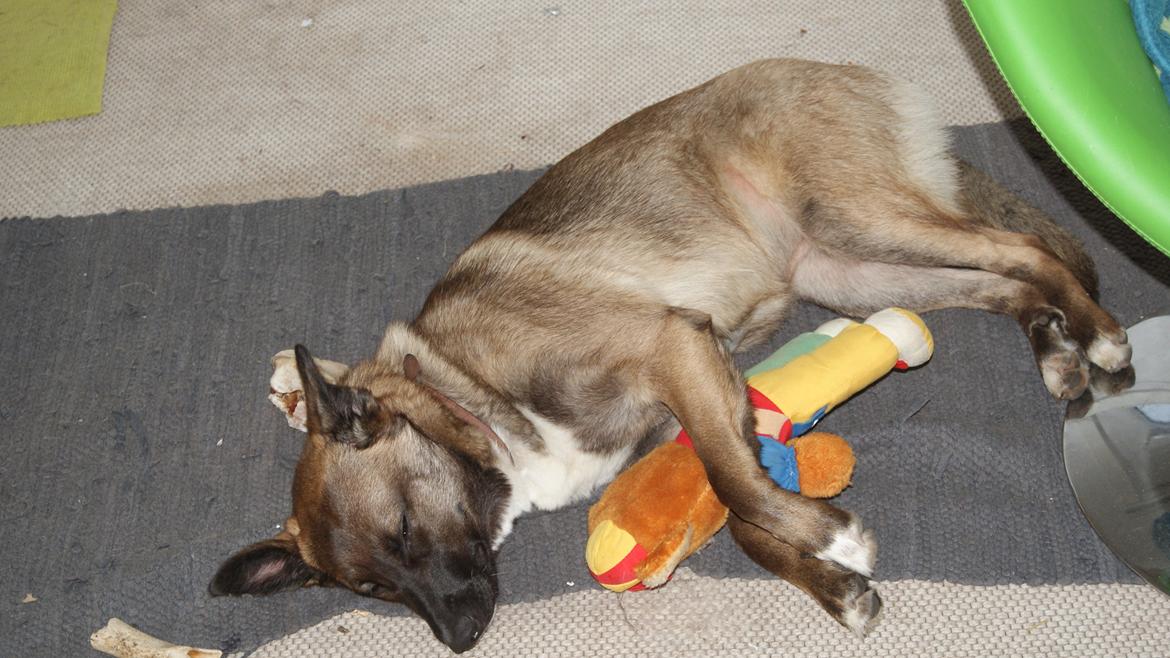 Blanding af racer Malou "Mulle" - Gået død, efter en hård kamp mod bamse<3 billede 16