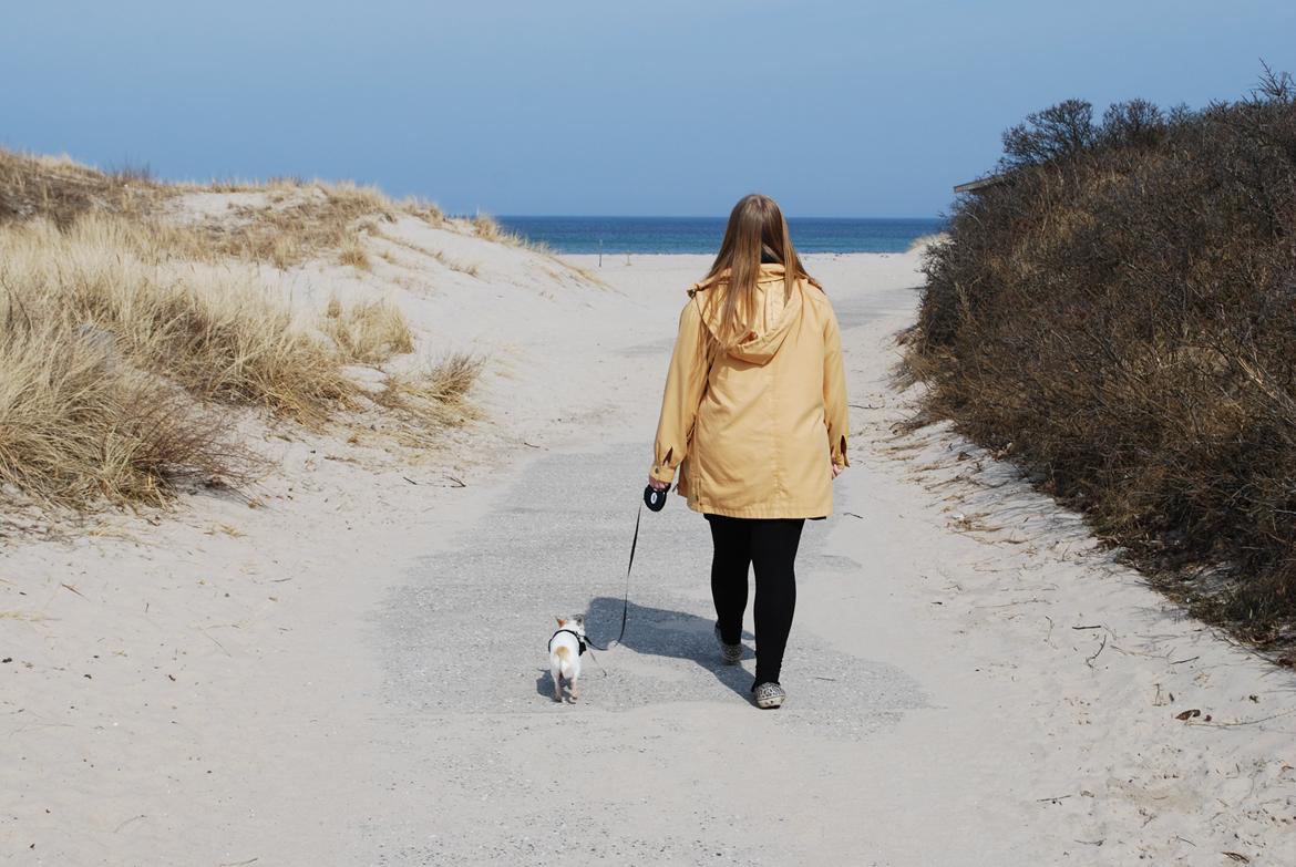 Chihuahua Rickey - På stranden. billede 14