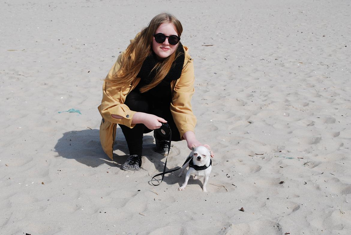 Chihuahua Rickey billede 15