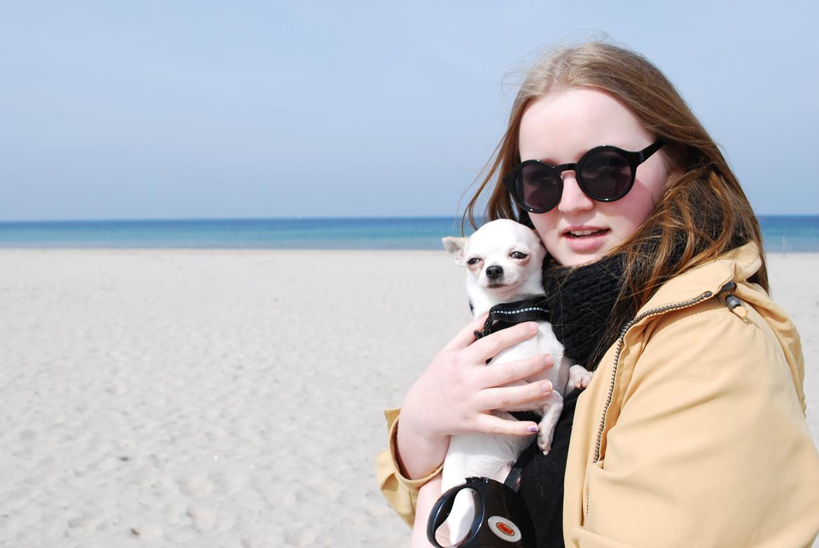 Chihuahua Rickey billede 16