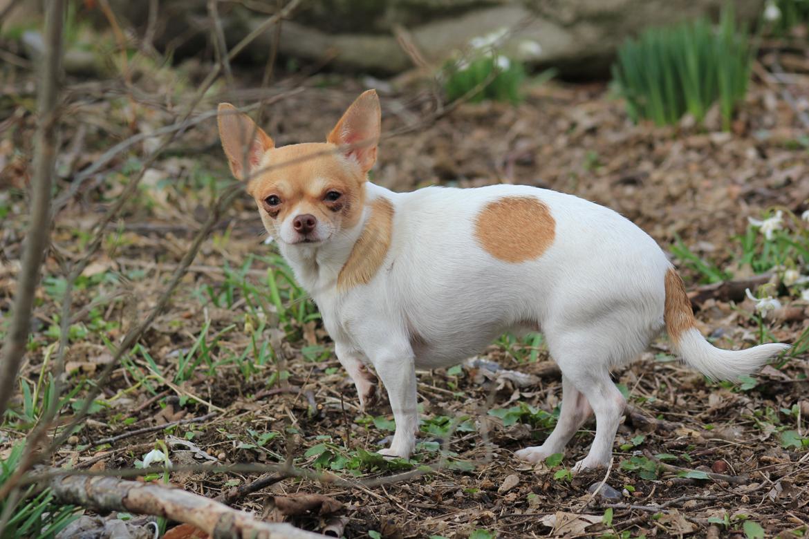 Chihuahua kiskis billede 1