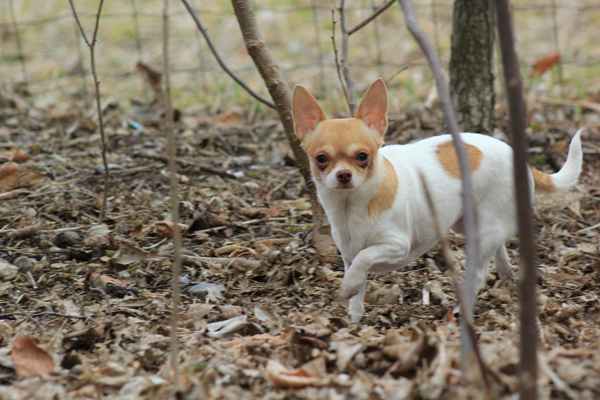 Chihuahua kiskis billede 2