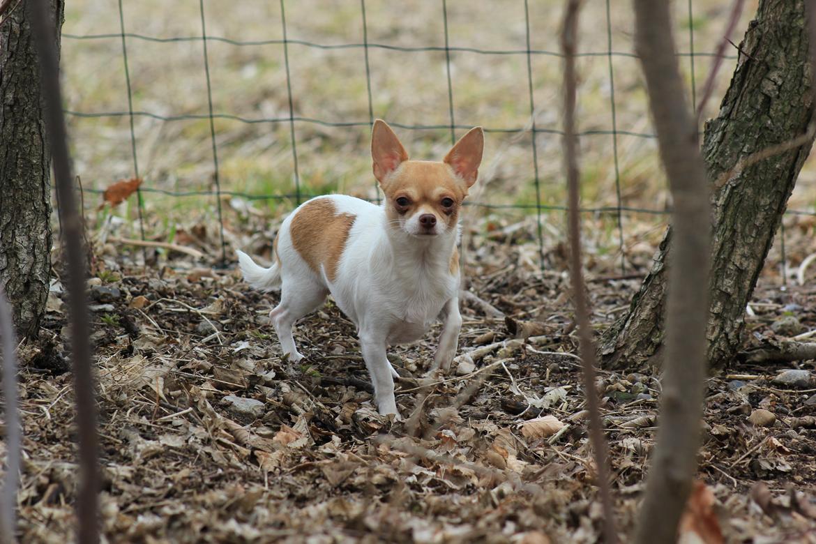 Chihuahua kiskis billede 4