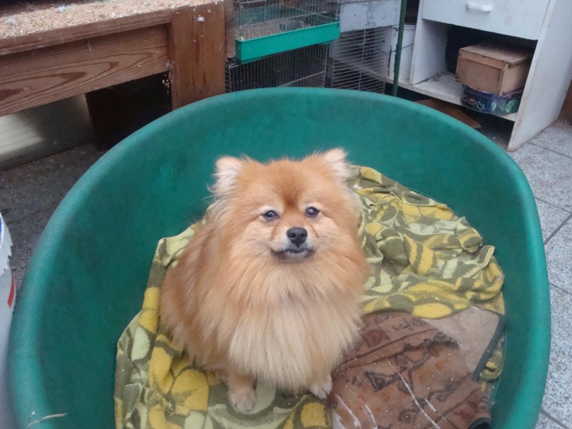 Pomeranian Mulle - 14 april o13 hun er blevet smuk orange mullepigen.... billede 20