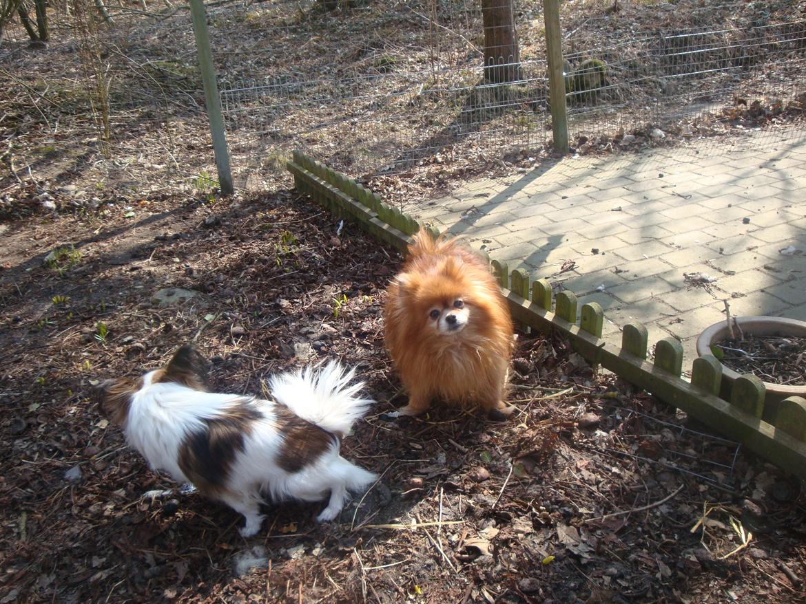 Pomeranian Topsys Rødtop - Rødtop og Vicky i forårssolen en aprildag i 013... billede 20