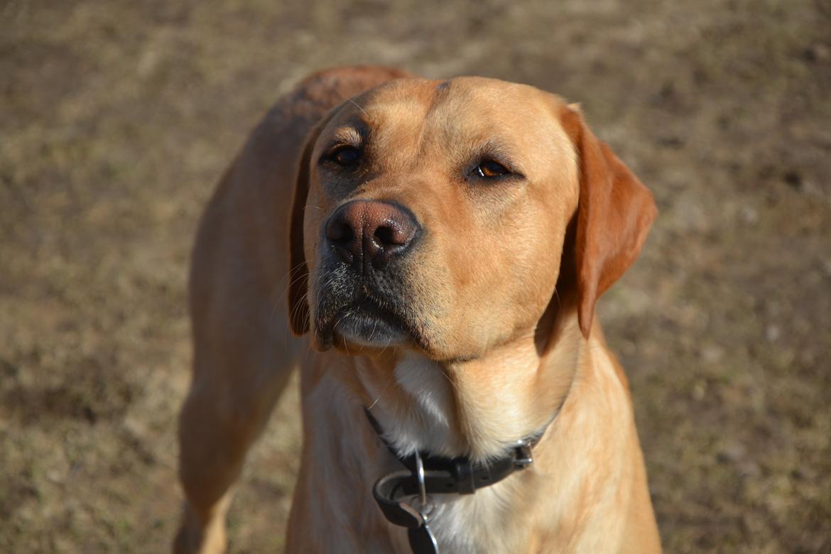 Labrador retriever Gustav billede 9