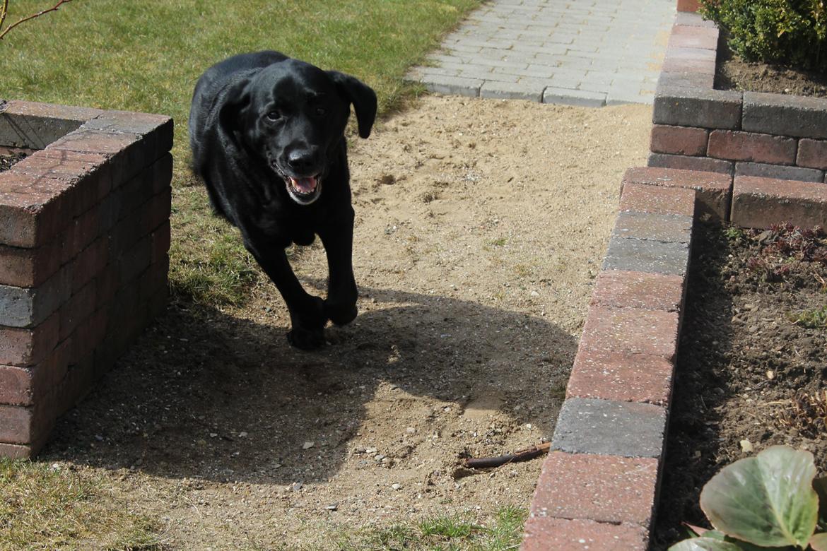Labrador retriever Nunu <3 - En spurt i haven! :D billede 3
