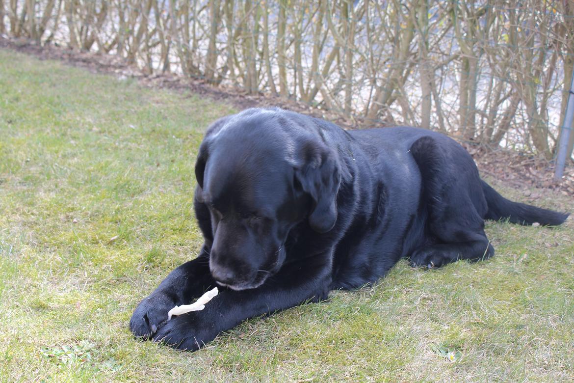 Labrador retriever Nunu <3 billede 5