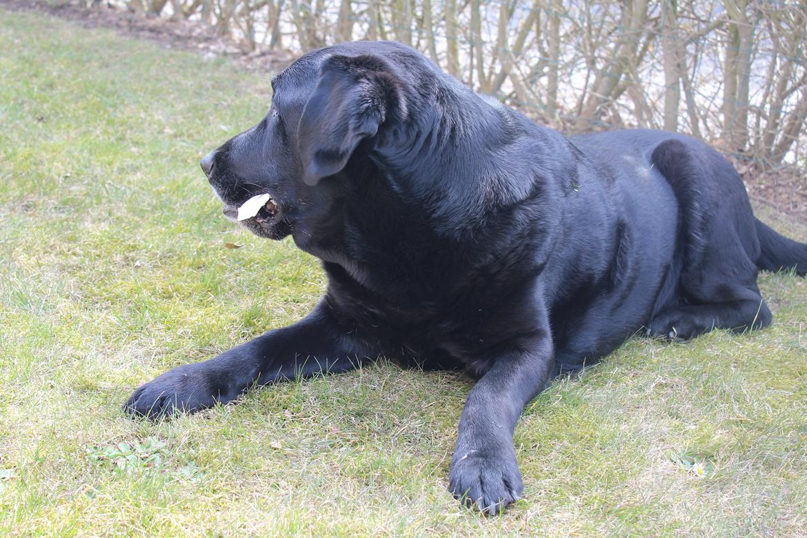 Labrador retriever Nunu <3 billede 7