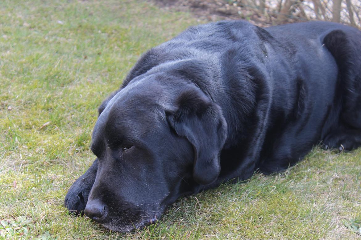 Labrador retriever Nunu <3 billede 8