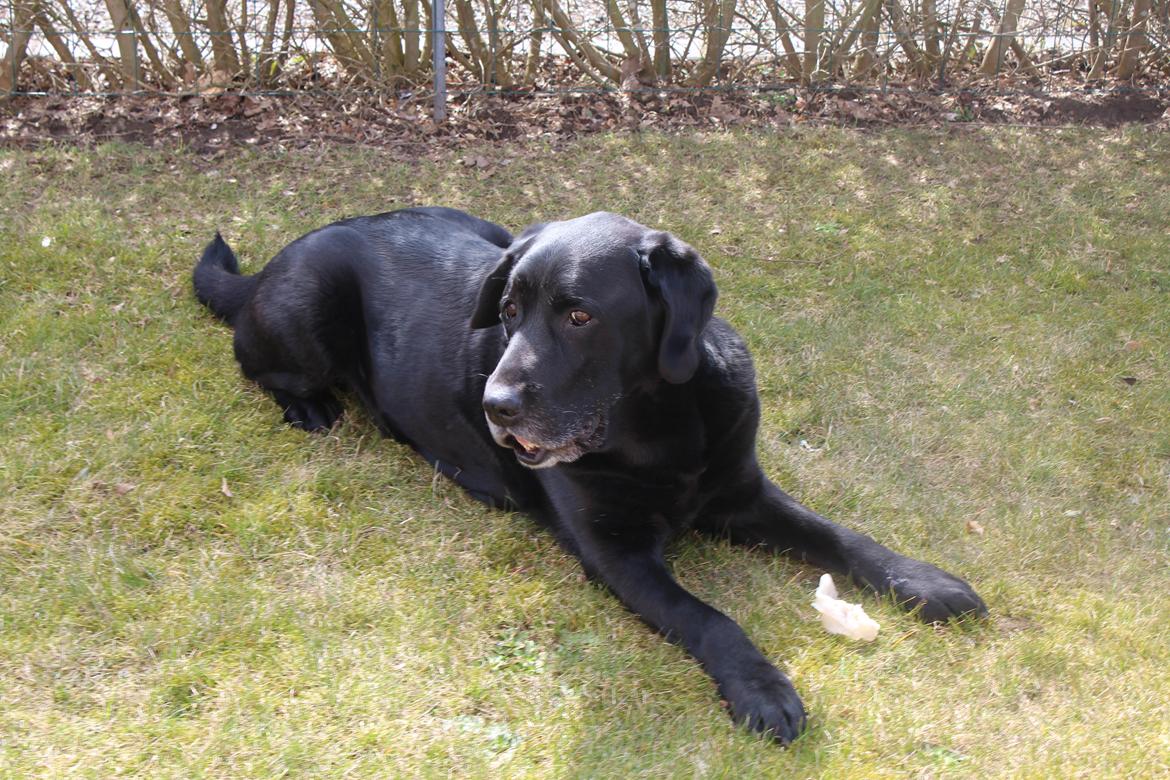 Labrador retriever Nunu <3 billede 6