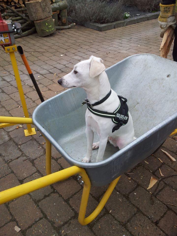 Dansk svensk gaardhund Basse - Hvornår var det i sagde vi kørte det næste læs ? :) billede 9