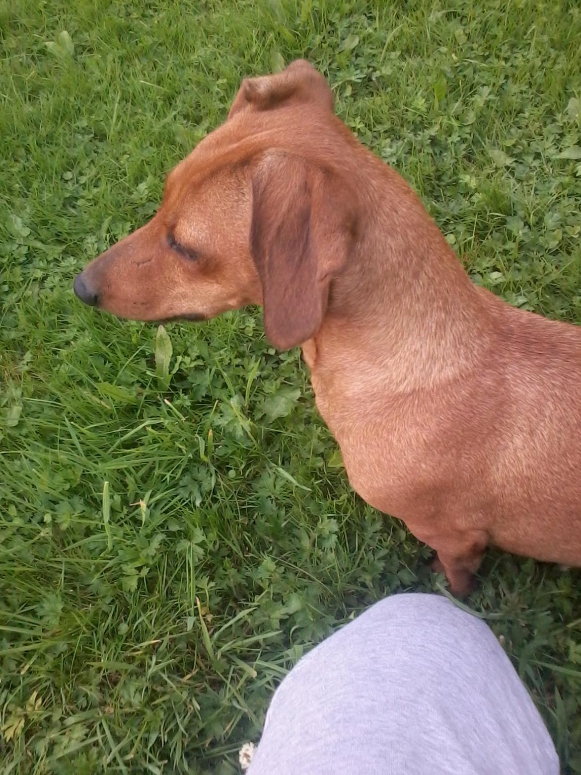 Gravhund Mille billede 7