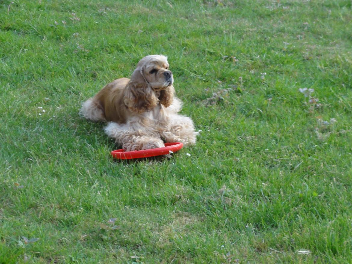 Amerikansk cocker spaniel Laika billede 1
